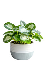 Beautiful plant in ceramic pot isolated on transparent background, elegant home decor