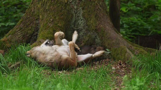 Wolf, Canis Lupus, Adult, Jungtiere, Liegt, Wald, Sommer, Deutschland