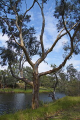 Giant eucalyptus tree at Barwon River in Geelong, Victoria, Australia
