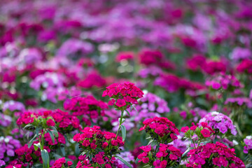 Obraz premium Sweet william flowers in full bloom on the background for spring and summer English country cottage garden for perennial and annual plants