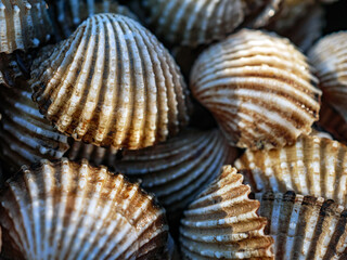 Close up of Cockle shell , abstrac cockling background cockles, fresh food