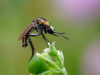 Toxophora in flower