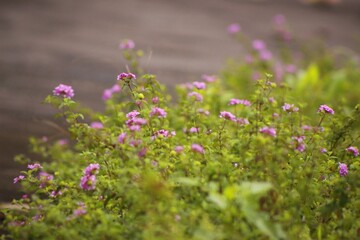 Small plants with purple flowers