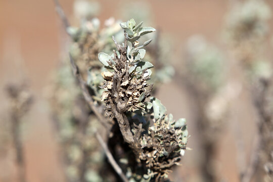 Saltbush