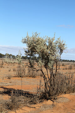 Saltbush
