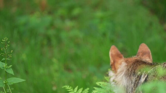Wolf, Canis Lupus, Adult, Wald, Sommer, Deutschland