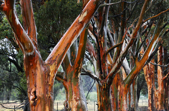 Gum trees after rain