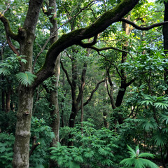 Fototapeta premium Dense Forest Afternoon Scene