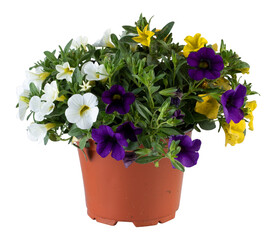 White, yellow and purple flowers blooming in a pot cut out isolated transparent background