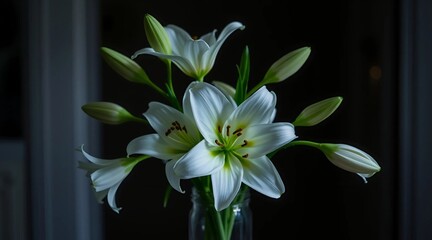 Fototapeta premium white lily on black