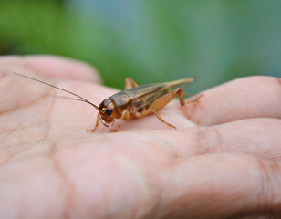 A tiny cricket on hand