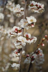 plum blossoms