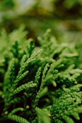 Young shoots of green horsetail