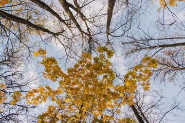 Autumn Leaf Symphony in Forest
