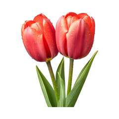 Two Red Tulips with Water Droplets Isolated on Transparent Background