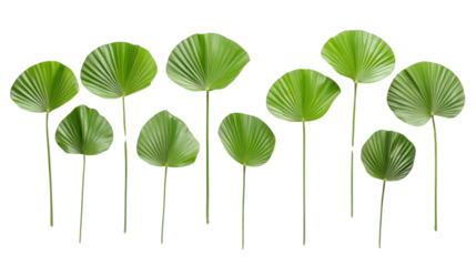 A collection of vibrant green palm leaves arranged artistically against a white isolated background, perfect for nature-themed designs.