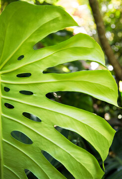 close up of tropical leaf