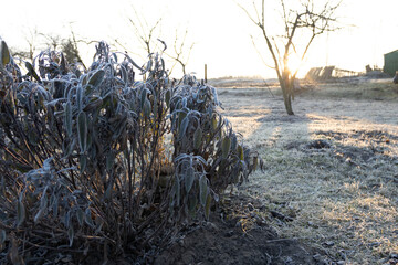 spring frosts on the grass in the garden plot at dawn