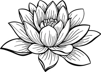 lotus vector on transparent background