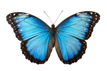 Fototapeta premium A blue morpho butterfly