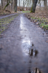 Puddle on dirt road reflecting trees in early spring