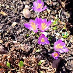 Violet Crocuses in Town