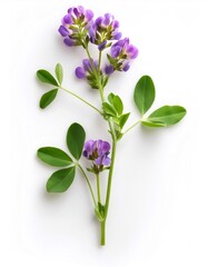 Delicate purple alfalfa blossoms contrasting verdant foliage against pristine white surface
