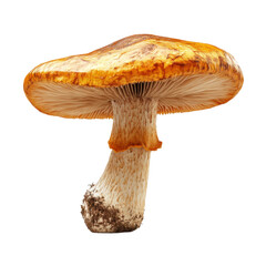 Exploring edible fungi forest floor nature photography close-up beauty