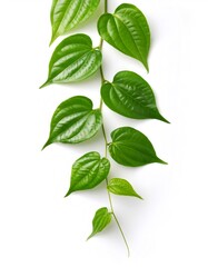 Fototapeta premium Close up of a fresh green betel leaf vine with glossy leaves, isolated on a white background, creating a vibrant and natural aesthetic