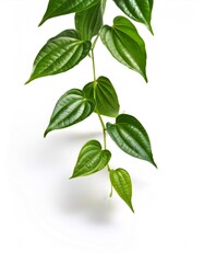Fototapeta premium Close up of a firefly betel leaf vine with glossy green leaves, isolated on a white background, creating a vibrant and natural aesthetic
