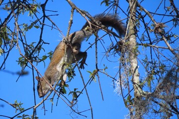 Gray american squirrel eating young shoots on tree against blue sky in Florida nature