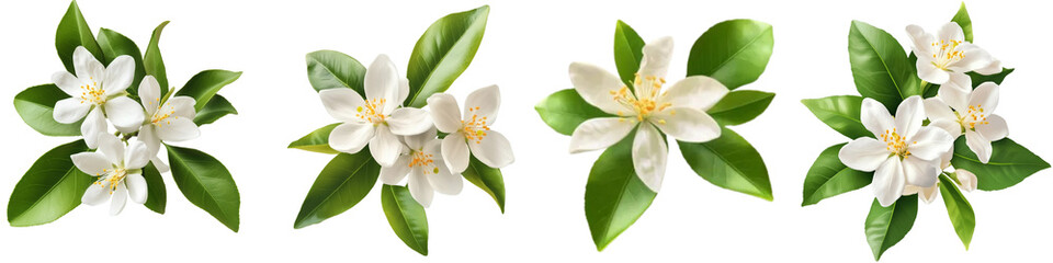 Obraz premium set of White lemon flowers with green leaves, white lemon flowers and green leaves, white lemon flowers surrounded by green leaves, white flowers, green leaves, on a transparent backgrounds