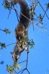 Gray american squirrel eating young shoots on tree against blue sky in Florida nature