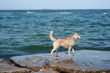 Siberian Husky Walking on a Rocky Shore by a Calm Blue Sea..