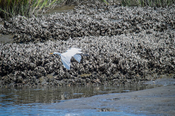 Great White Egret Flies Past an Oyster Reef in a Salt Marsh on the Southern Atlantic Coast