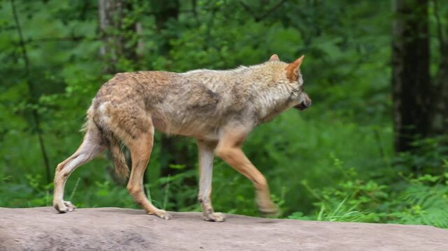 Wolf, Canis Lupus, Adult, l&auml;uft, Wald, Sommer, Deutschland