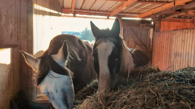 Two horses enjoying hay in a barn during golden hour with soft sunlight illuminating their coats. High quality 4k footage