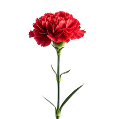  Red Carnation Flower 