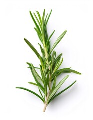 Fototapeta premium Close up of a rosemary sprig, highlighting its vibrant green color and needle like leaves against a clean white backdrop