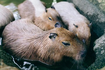 animals（動物たち）