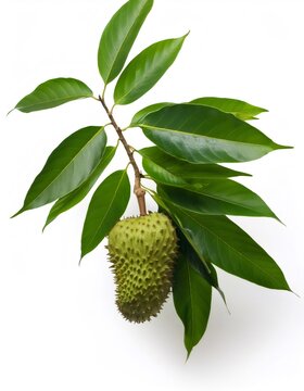 Soursop fruit hanging from branch with green leaves, isolated on a white background