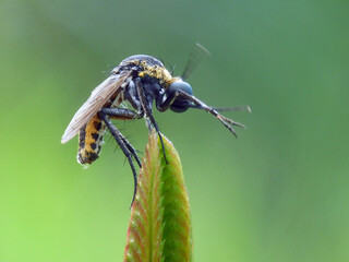 toxophora on flower