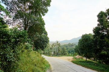 Scenic Road Through Lush Green Forest with Distant Mountain View..