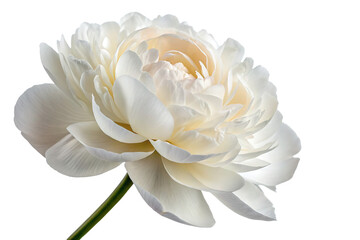 Obraz premium A white peony flower