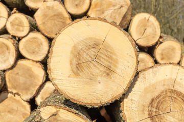 Close-up of tree trunks in nature. many cut tree trunks. Front view. Natural background.
