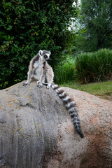 Beautiful Lemurs resting in a meadow