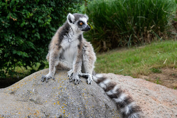 Beautiful Lemurs resting in a meadow