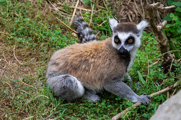Obraz premium Beautiful Lemurs resting in a meadow