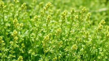 Obraz premium Alfalfa Field - Lush Green Growth Closeup