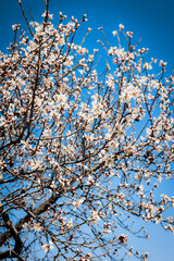 Blooming tree with delicate white flowers against a vibrant blue sky. A fresh and natural springtime scene symbolizing renewal and beauty. Soft sunlight enhances the peaceful and uplifting atmosphere